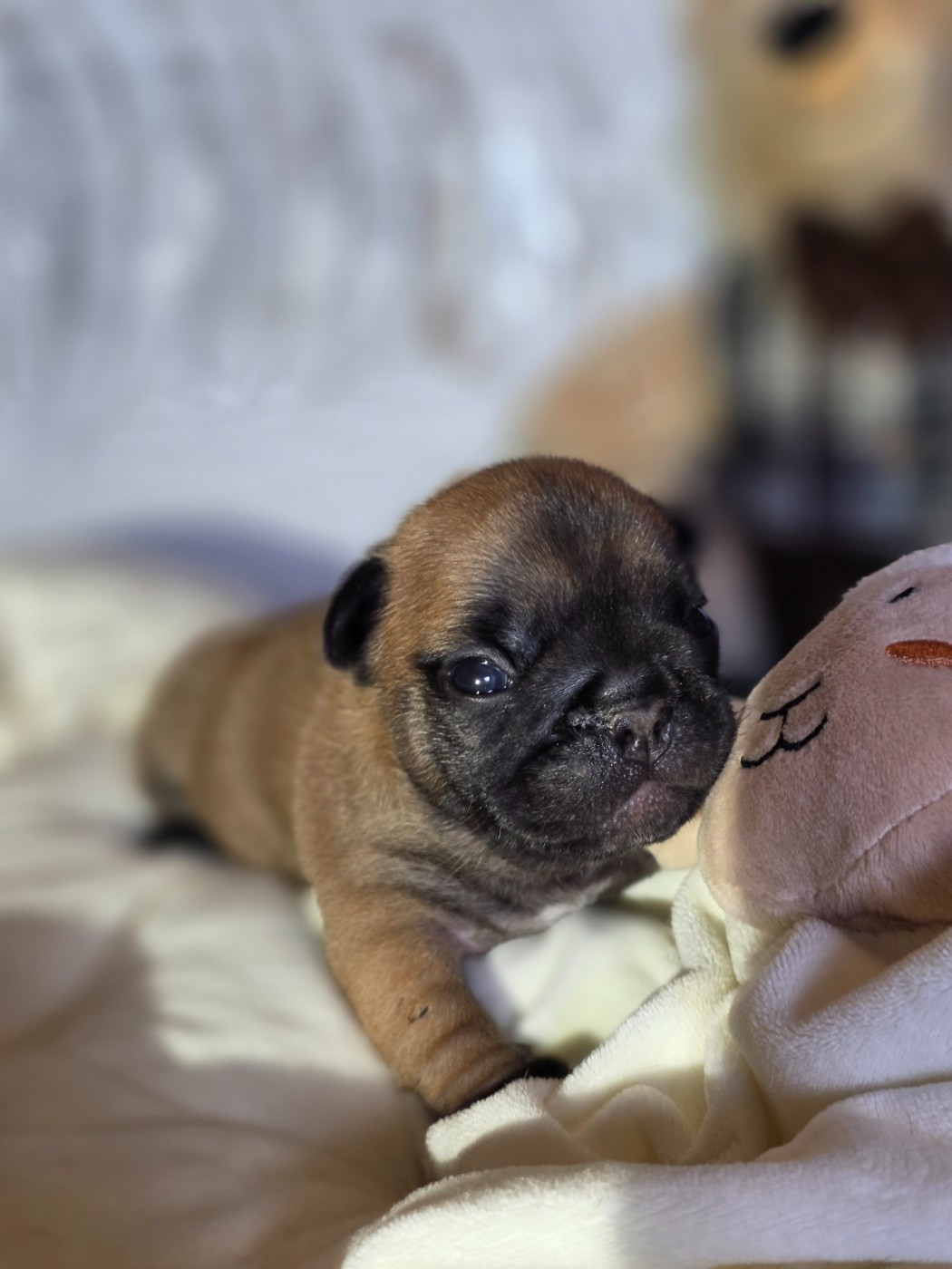 Des Merveilles D'la Montagne - Chiots disponibles - Bouledogue français