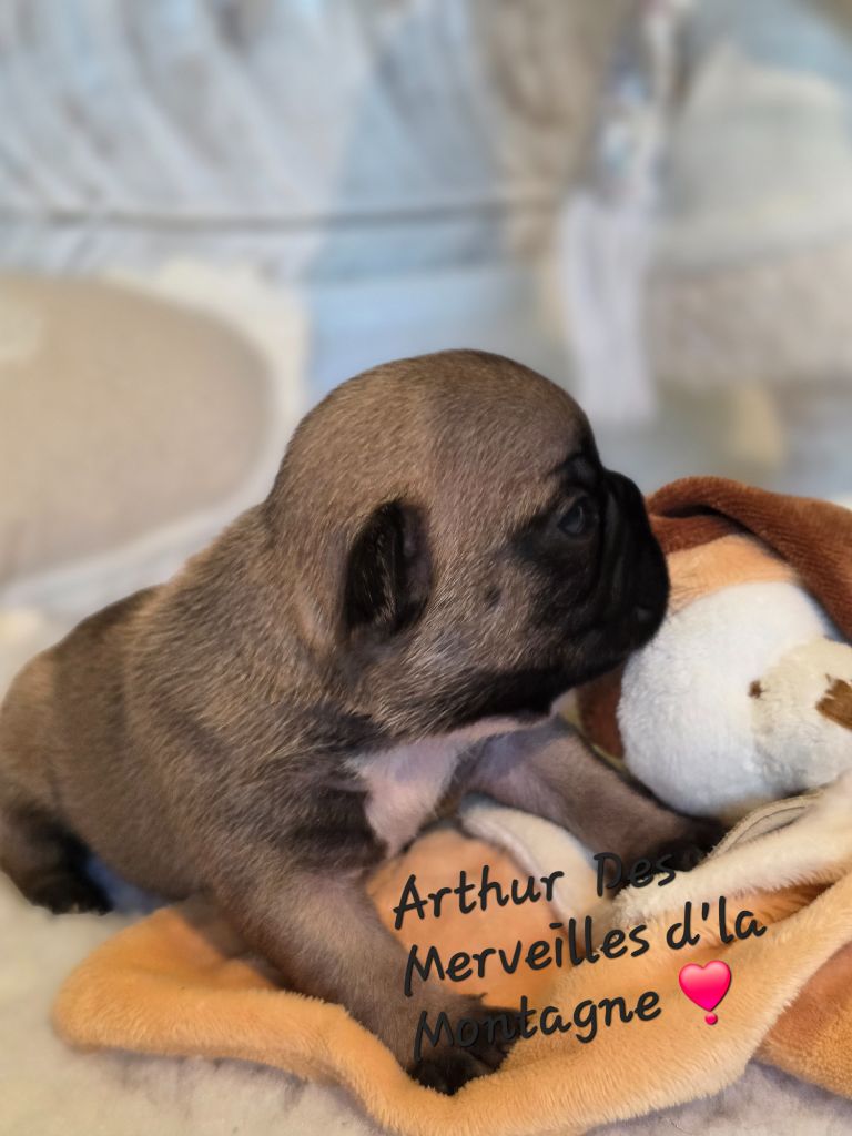 Des Merveilles D'la Montagne - Chiots disponibles - Bouledogue français