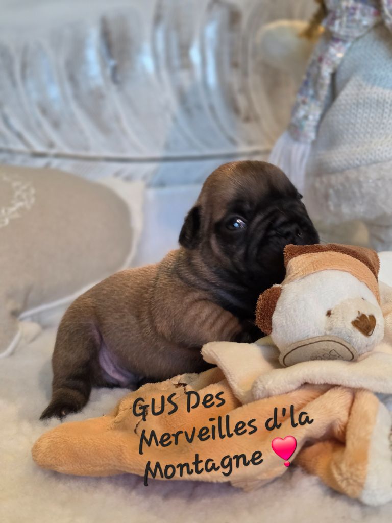 Des Merveilles D'la Montagne - Chiots disponibles - Bouledogue français