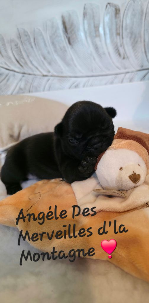 Des Merveilles D'la Montagne - Chiots disponibles - Bouledogue français