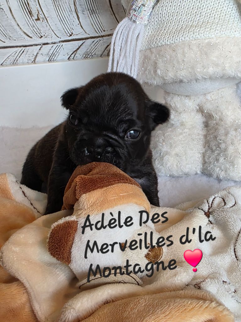 Des Merveilles D'la Montagne - Chiots disponibles - Bouledogue français