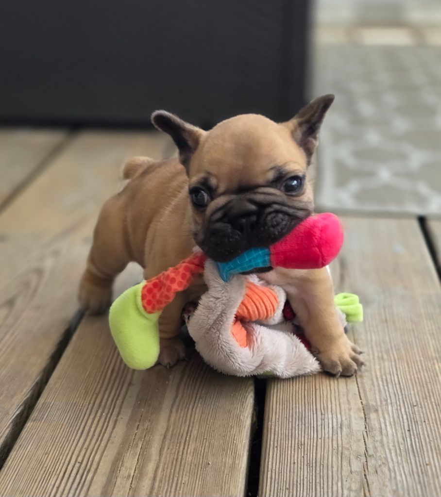 Des Merveilles D'la Montagne - Chiots disponibles - Bouledogue français