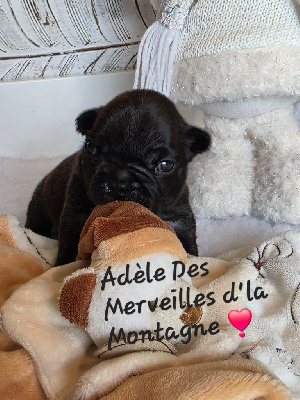 Adèle