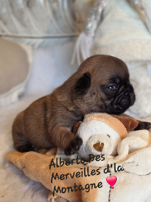 Alberto