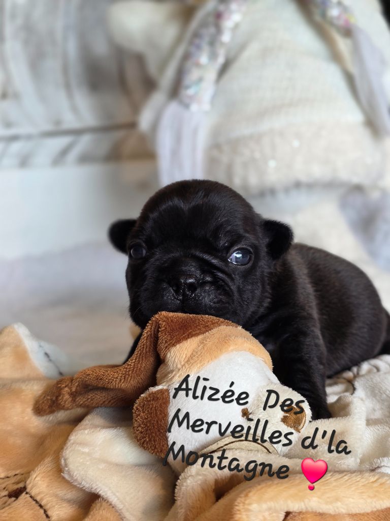 Des Merveilles D'la Montagne - Chiots disponibles - Bouledogue français