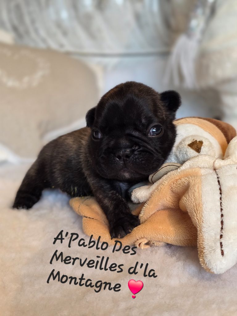 Des Merveilles D'la Montagne - Chiots disponibles - Bouledogue français