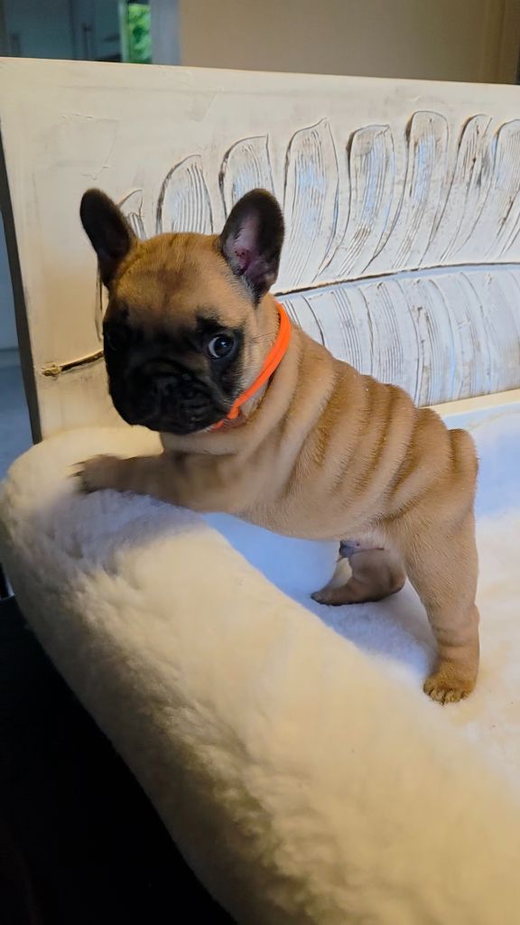 Des Merveilles D'la Montagne - Chiots disponibles - Bouledogue français