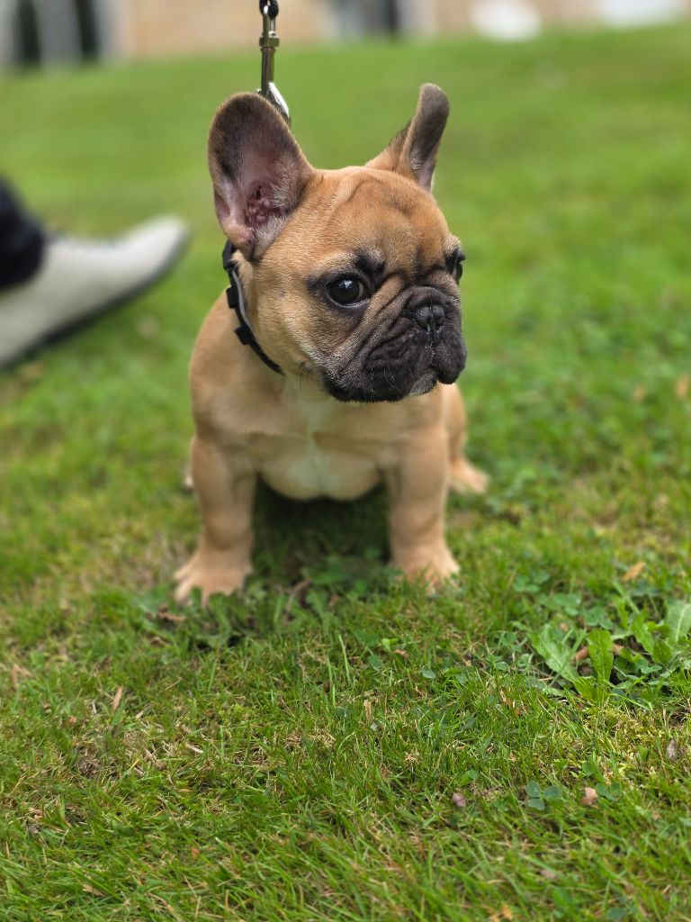 Des Merveilles D'la Montagne - Chiots disponibles - Bouledogue français