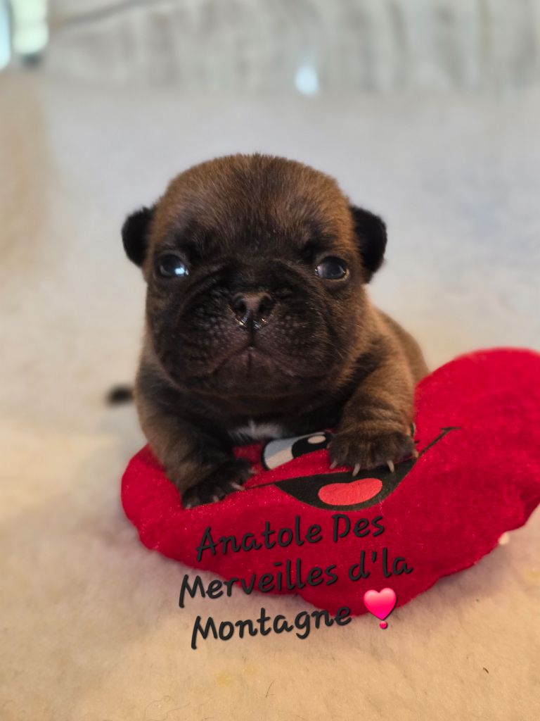 Des Merveilles D'la Montagne - Chiots disponibles - Bouledogue français