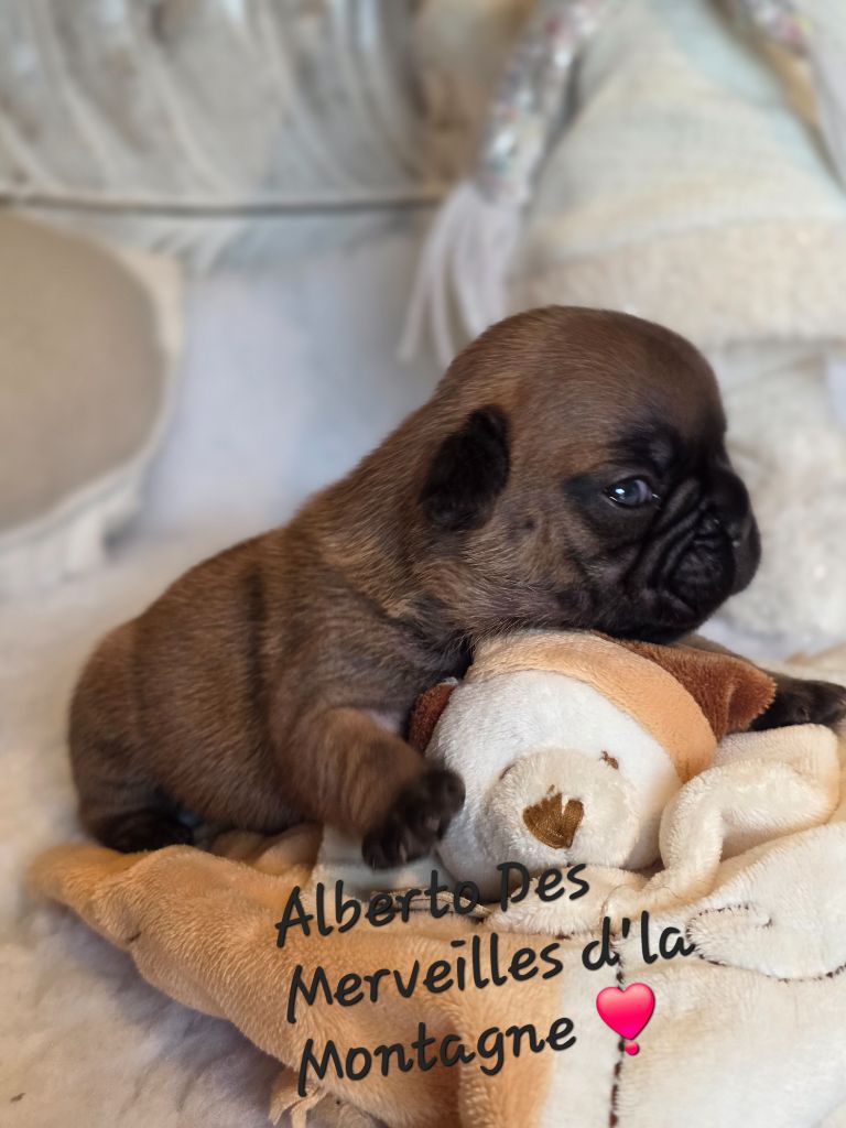 Des Merveilles D'la Montagne - Chiots disponibles - Bouledogue français