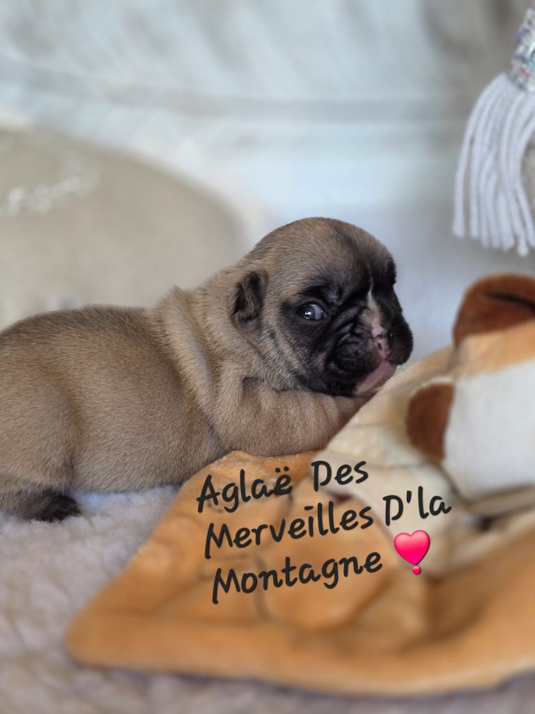 Des Merveilles D'la Montagne - Chiots disponibles - Bouledogue français