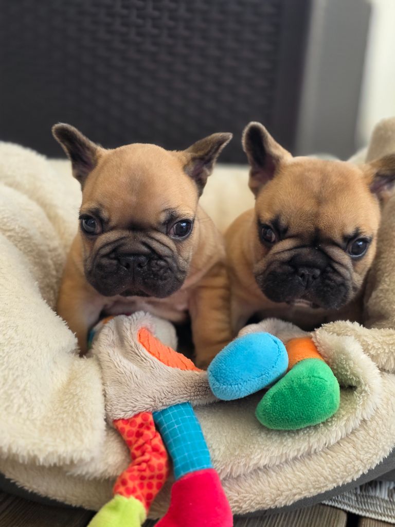 Chiot Bouledogue français Des Merveilles D'la Montagne