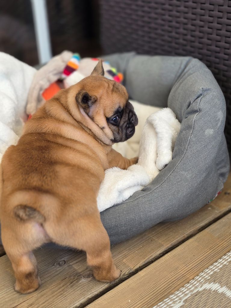Des Merveilles D'la Montagne - Chiots disponibles - Bouledogue français